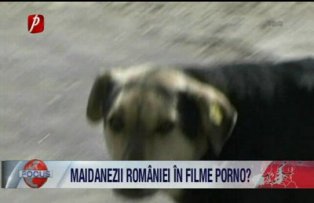 Maidanezii Romaniei in filme porno
