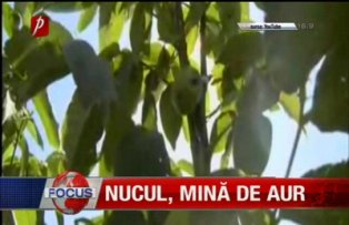 Nucul mina de aur