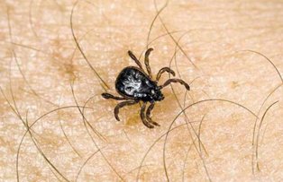Pericolul din iarba: cum sa eviti muscatura de capusa si cat de periculoasa este