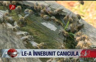 Le-a inebunit canicula