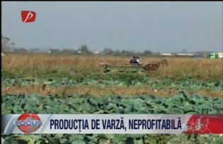 Producţia de varză, neprofitabilă