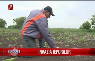 Invazia iepurilor