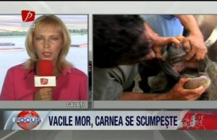 Vacile mor, carnea se scumpeste