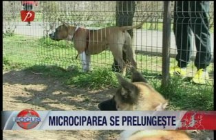 Microciparea se prelungeste