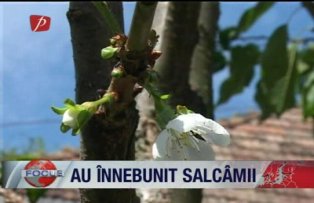Au înebunit salcâmii