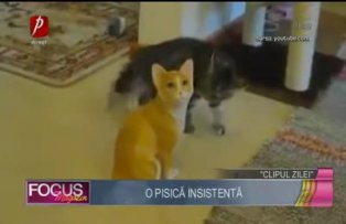 Clipul zilei: O pisică insistentă