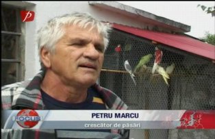 Papagali in libertate