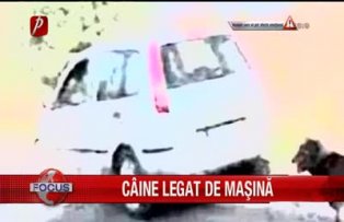Caine legat de masina