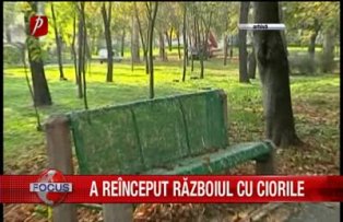 A reînceput războiul cu ciorile