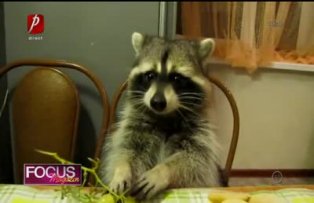 Clipul zilei: un raton adoră strugurii