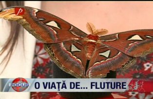 O viata de ... fluture