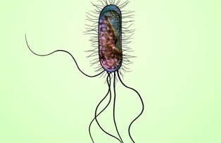 Cum ne imbolnaveste bacteria E.coli