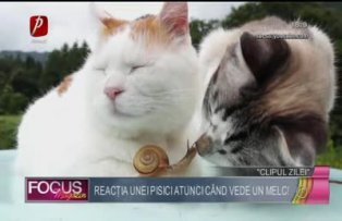 Clipul zilei: reacţia unei pisici atunci când vede un melc!