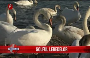 Golful lebedelor