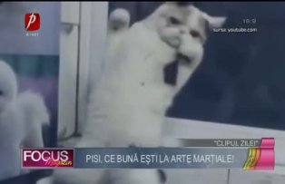 Clipul zilei: pisi, ce bună eşti la arte marţiale!