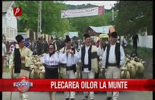 Plecarea oilor la munte