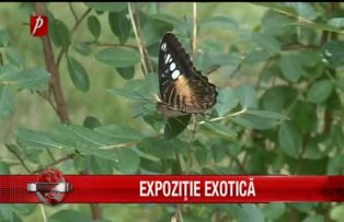 Expozitie exotica
