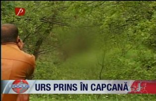 Urs prins in capcana