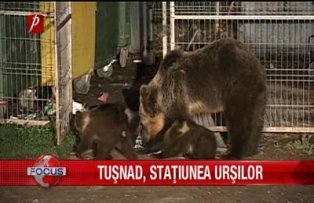 Tusnad, statiunea ursilor