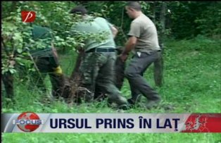 Ursul prins in lat