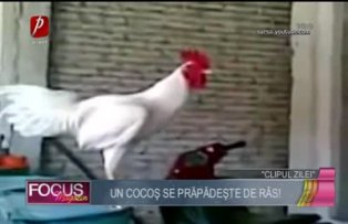 Clipul zilei: cocoşul care se prăpădeşte de râs!