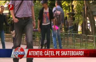 Atentie catel pe skateboard