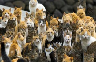 Pisicile i-au invadat pe japonezi. Cum arata insula unde sunt de sase ori mai multe feline decat oameni VIDEO