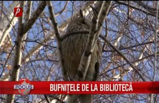 Bufnitele de la biblioteca
