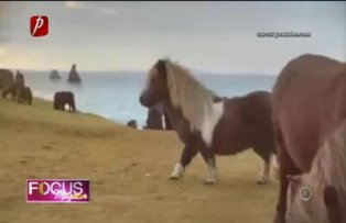 Clipul zilei: Sase! Danseaza poneiul!