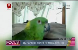 Clipul zilei: un papagal cântă de mama focului