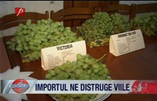Importul ne distruge viile