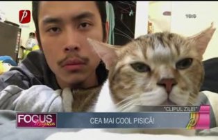 Clipul zilei: cea mai cool pisică!
