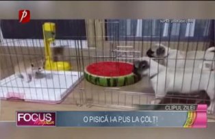 Clipul zilei: o pisică i-a pus la colţ!