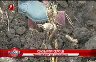 Taranul sarac, bani pentru colectiv