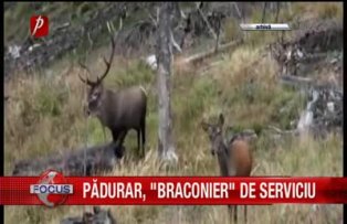 Padurar braconier de serviciu
