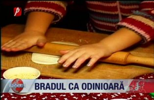 Bradul ca odinioara