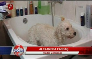 Moda cainilor vopsiti