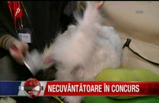 Necuvantatoare in concurs