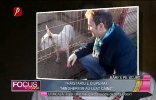 Trăistariu e disperat: "Hingherii mi-au luat câinii"