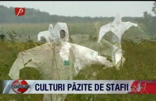 Culturi pazite de stafii
