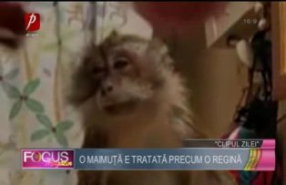 Clipul zilei: o maimuţă e tratată precum o regină