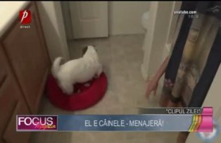 Clipul zilei: câinele - menajeră!