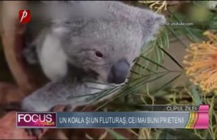 Clipul zilei: un koala şi un fluturaş, cei mai buni prieteni!