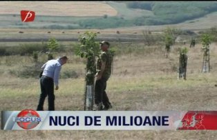 Nuci de milioane