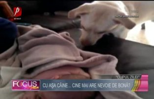 Clipul zilei: câinele bonă