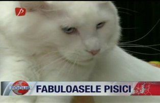 Fabuloasele pisici