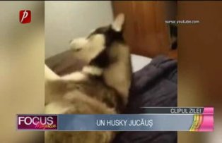 Clipul zilei: un husky jucăuş