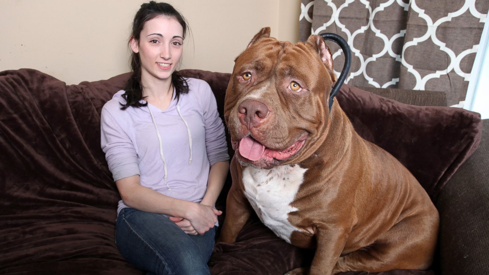 VIDEO / Cel mai mare pitbull din lume. Are un an si cantareste 80 de kilograme