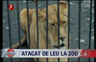 Atacat de leu la zoo