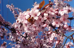 Cui sa spui "La Multi Ani!" de Florii. Afla toate numele care se sarbatoresc in aceasta zi sfanta